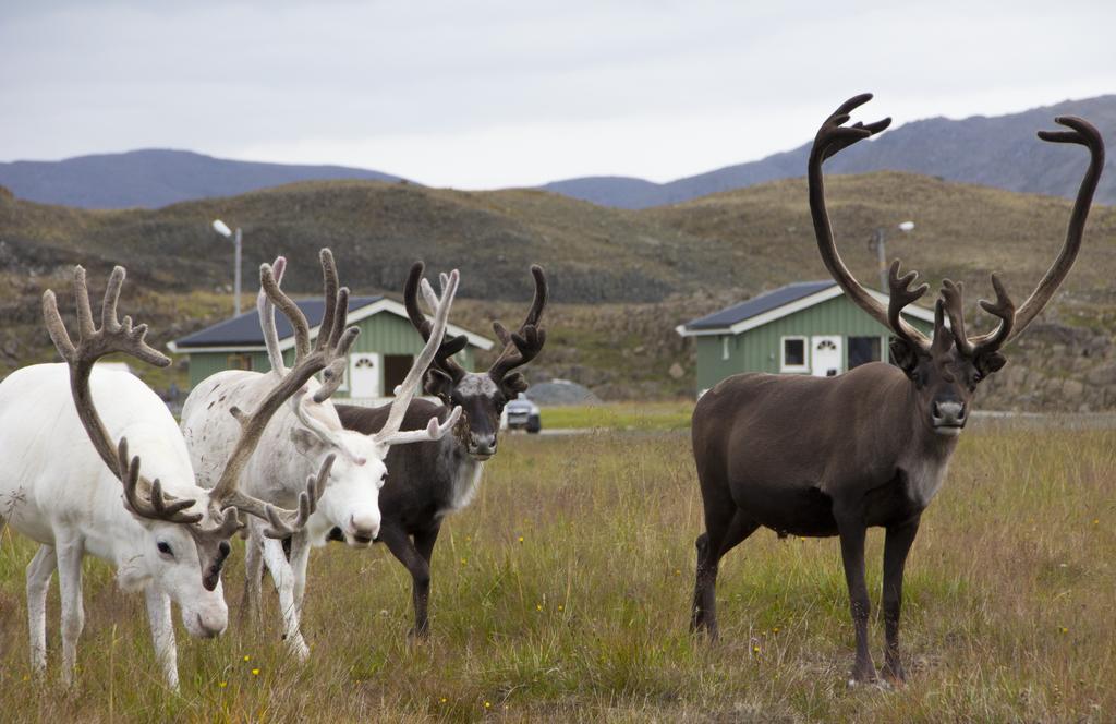 Nordkapp Camping 호닝스보그 객실 사진
