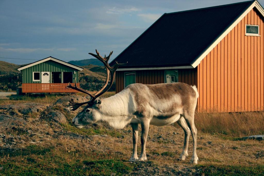 Nordkapp Camping 호닝스보그 외부 사진